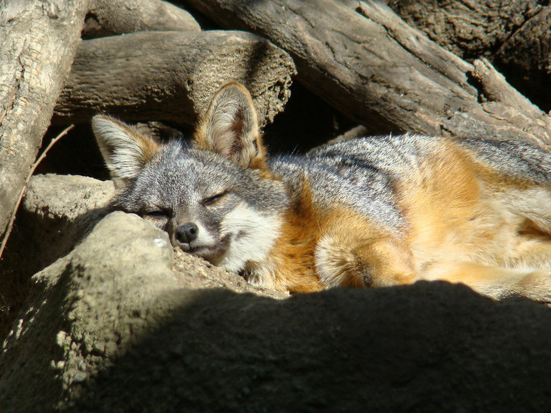 Островная лисица (Urocyon littoralis)