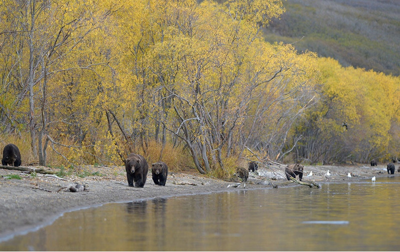 Медведи на курильском озере