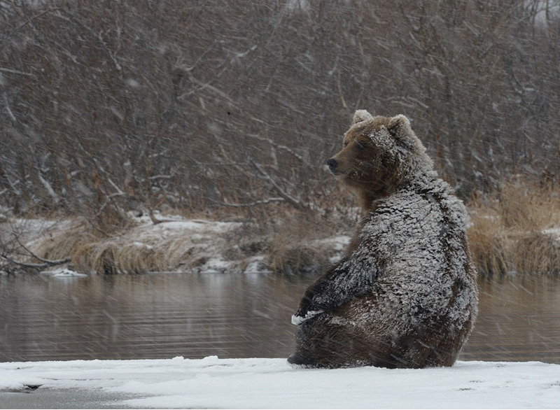 Медведи на курильском озере