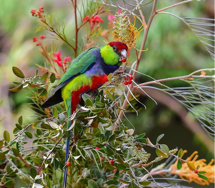 Красношапочный попугай (Purpureicephalus spurius)