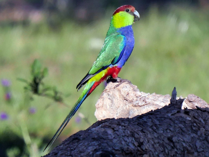 Красношапочный попугай (Purpureicephalus spurius)