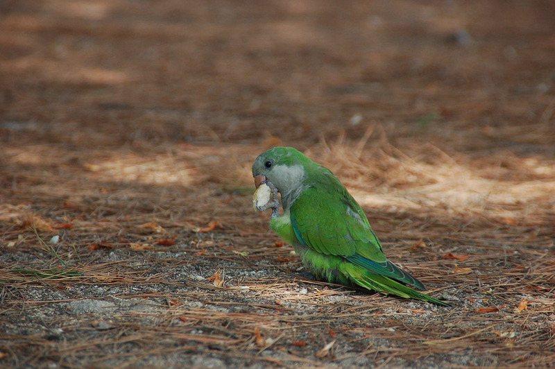 Калита или попугай-монах (Myiopsitta monachus)
