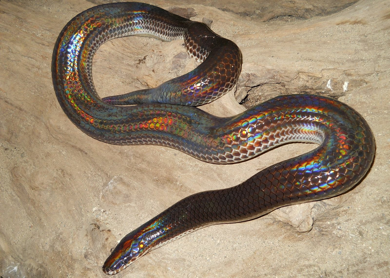 Лучистая змея (Xenopeltis unicolor)