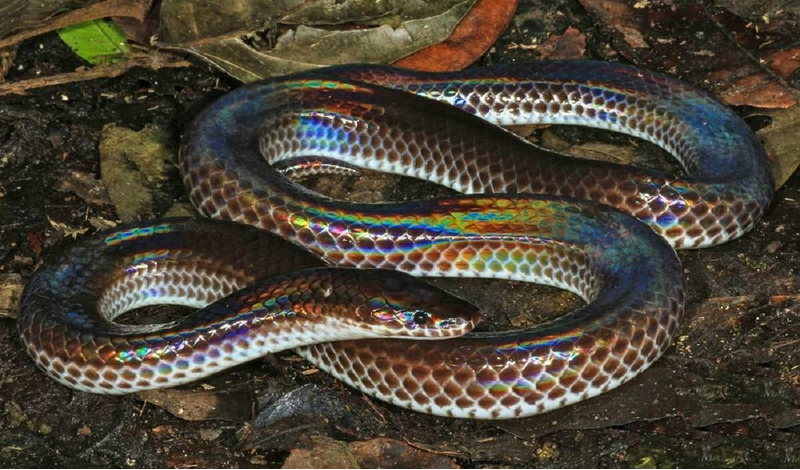 Лучистая змея (Xenopeltis unicolor)