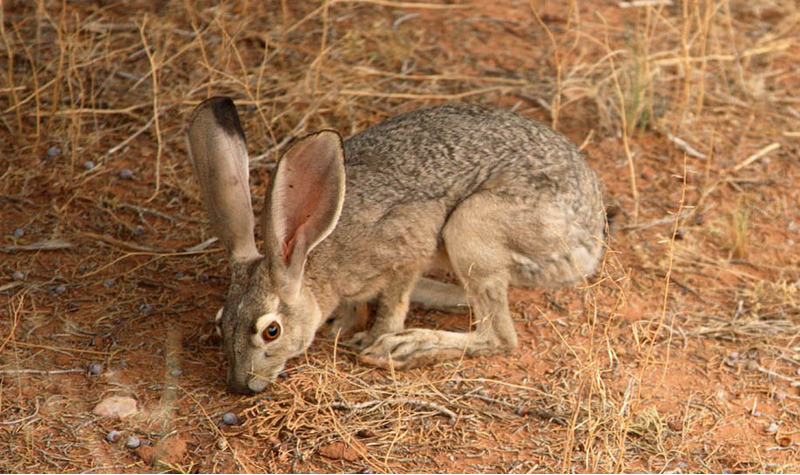 Чернохвостый заяц или калифорнийский заяц