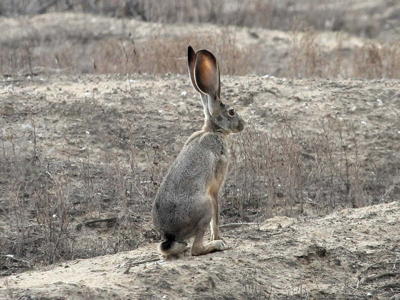 Чернохвостый заяц или калифорнийский заяц