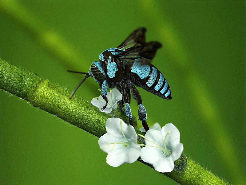 Неоновая пчела-кукушка (Thyreus nitidulus)