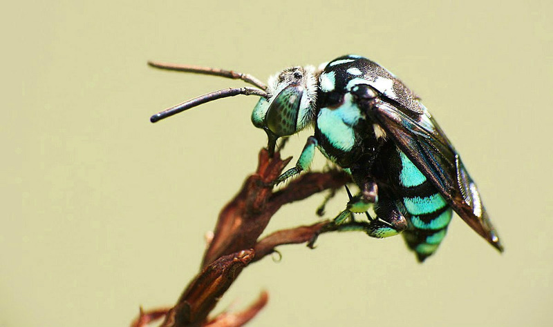 Неоновая пчела-кукушка (Thyreus nitidulus)