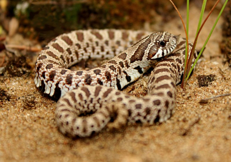 Свиноносый уж или Свиноносая носатая змея (Heterodon nasicus)