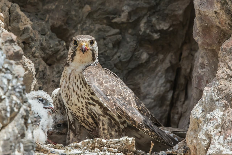 Балобан (Falco cherrug)