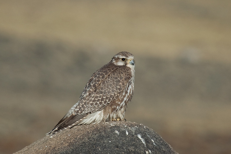 Балобан (Falco cherrug)