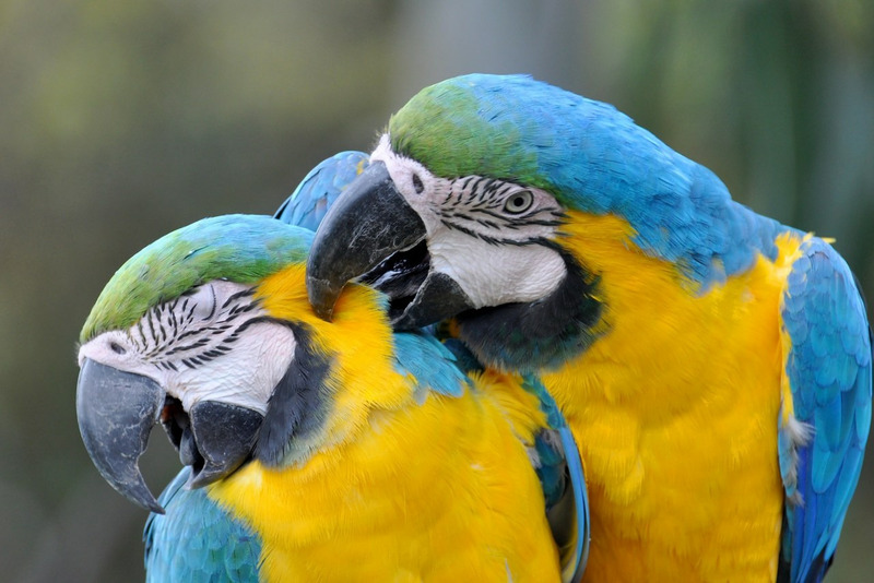Сине-жёлтый ара (Ara ararauna)