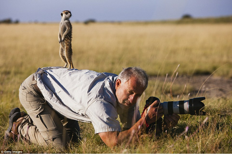 Животные мешают фотографам