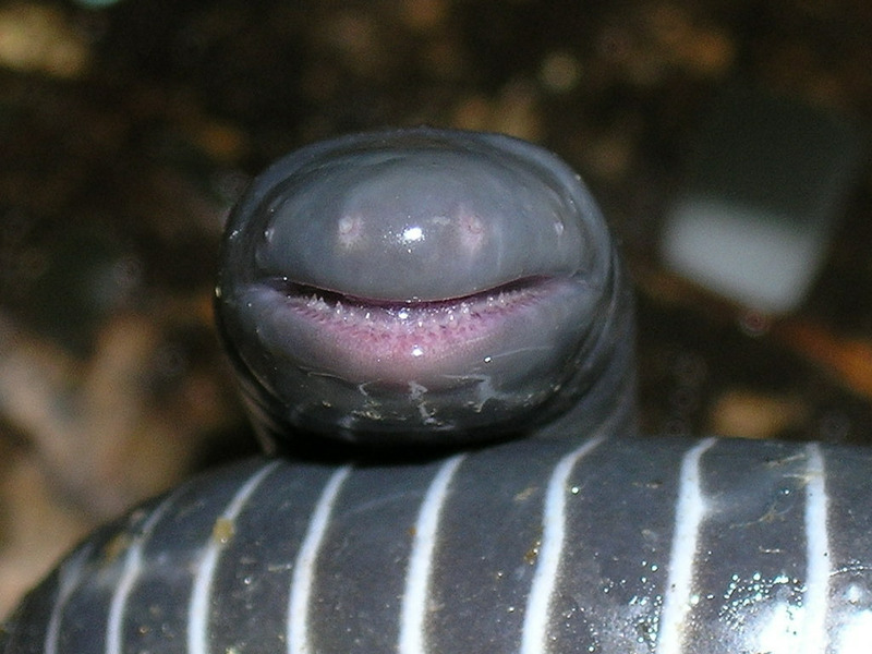 Кольчатая червяга (Siphonops annulatus)
