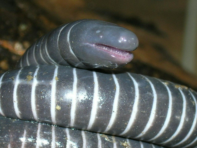 Кольчатая червяга (Siphonops annulatus)