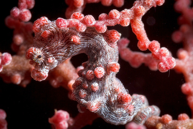 Карликовый морской конек (Hippocampus bargibanti)