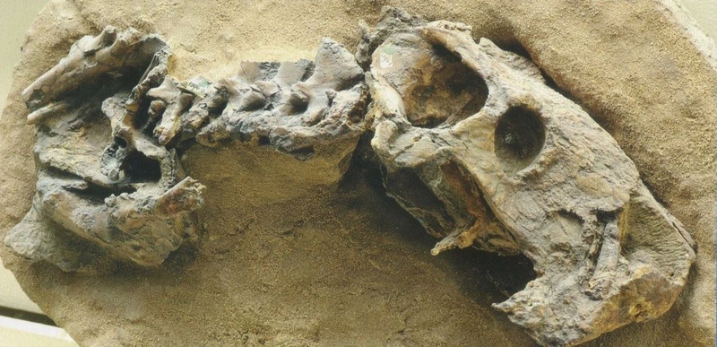 Череп и передняя часть скелета завроктона