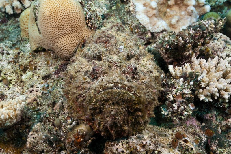 Рыба-камень или Бородавчатка (Synanceia verrucosa)