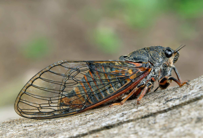 Цикада горная (Cicadetta montana)