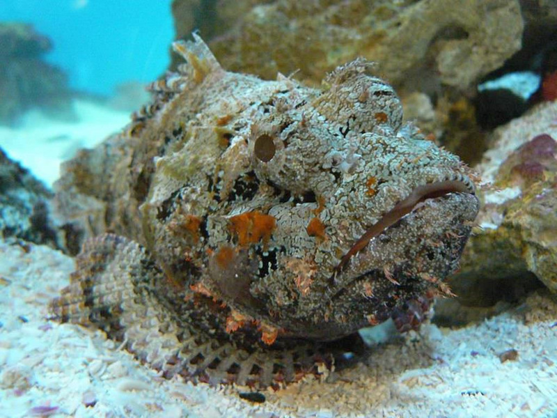 Рыба-камень или Бородавчатка (Synanceia verrucosa)
