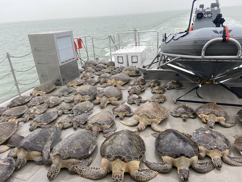 Жители Техаса спасли тысячи морских черепах