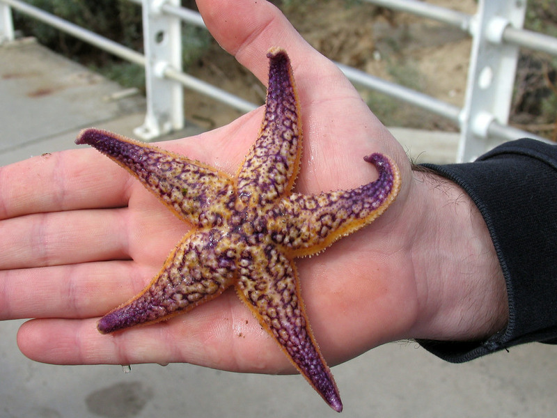 Амурская морская звезда (Asterias amurensis)