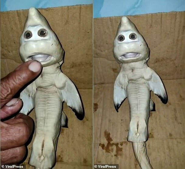 акула с человеческим лицом