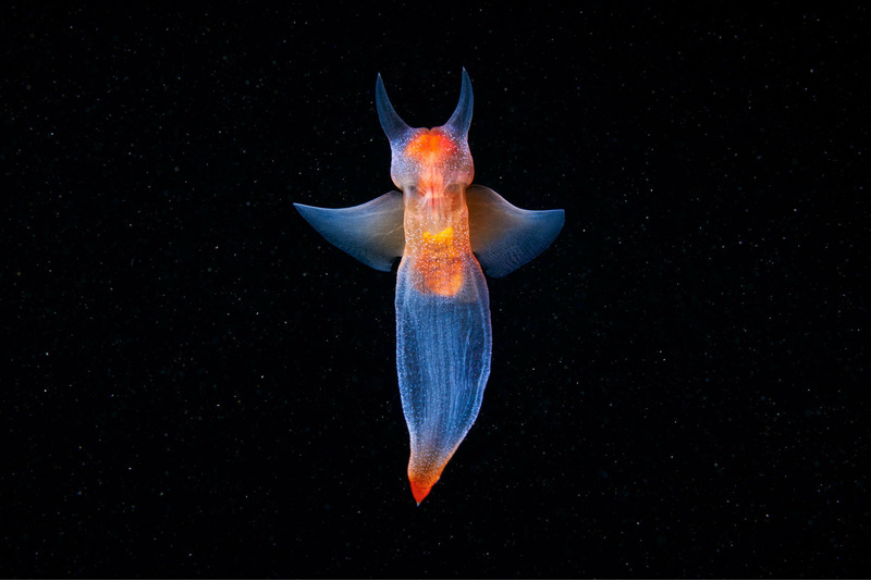 Моллюск Морской ангел или северный клион