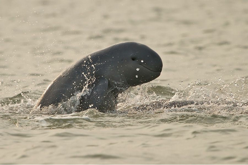 Иравадийский дельфин