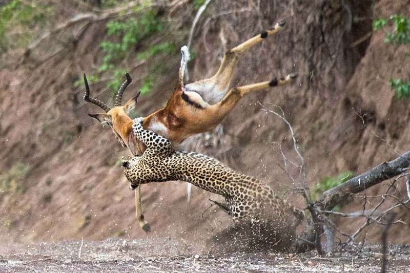Охота леопарда на антилопу