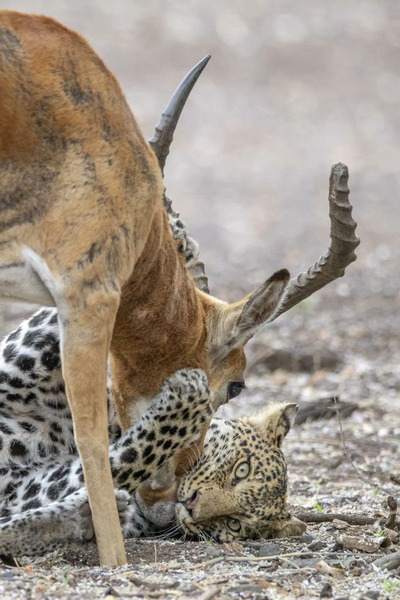 Охота леопарда на антилопу