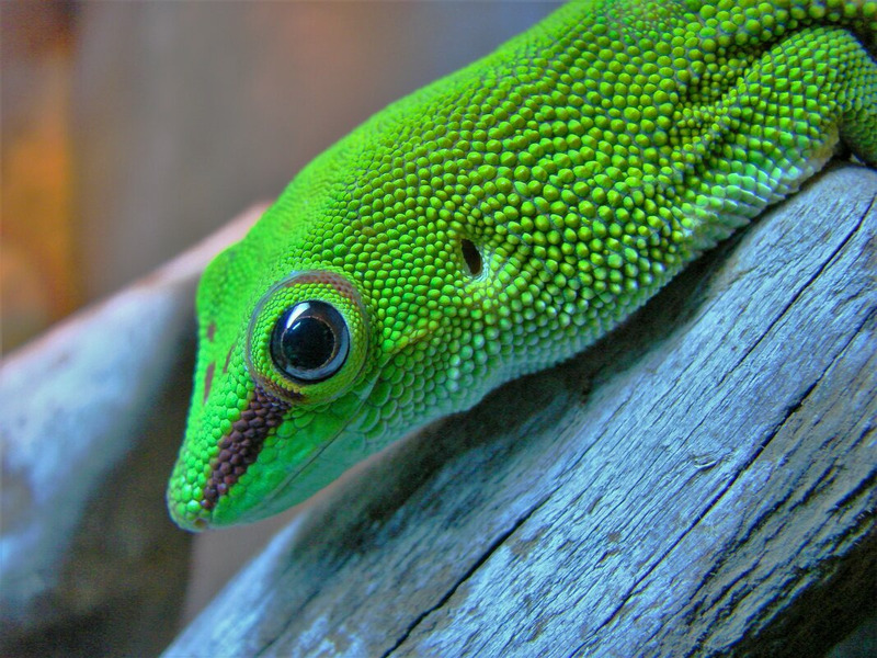 Мадагаскарский дневной геккон или зелёная фельзума