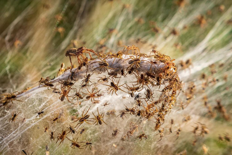 Нашествие пауков в Австралии
