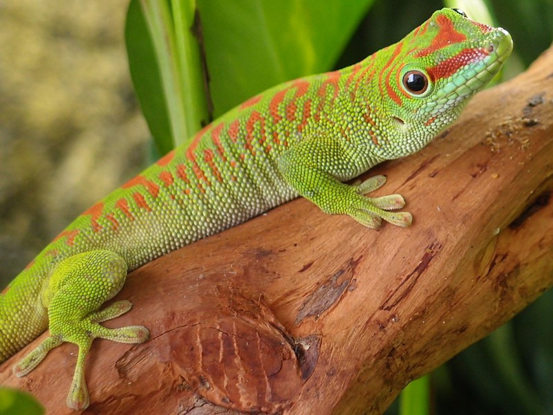 Мадагаскарский дневной геккон или зелёная фельзума