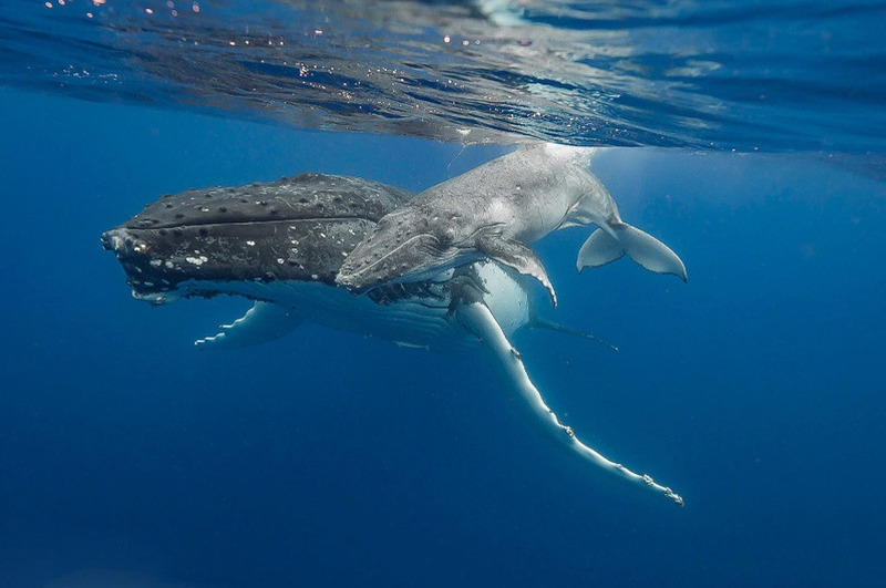 Горбатый кит с детёнышем