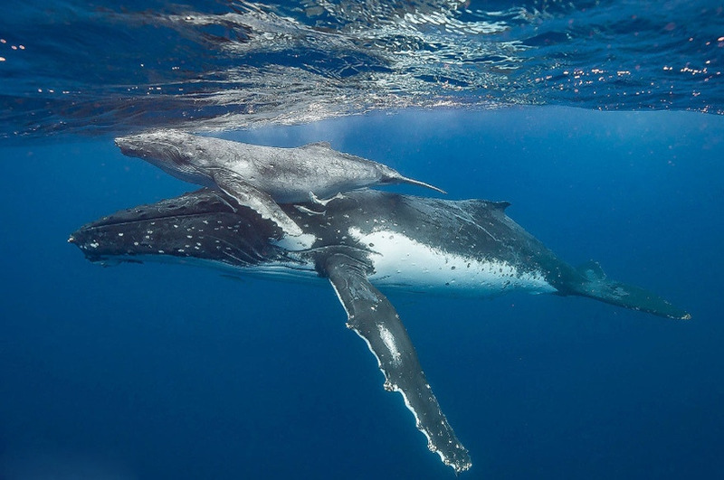 Горбатый кит с детёнышем