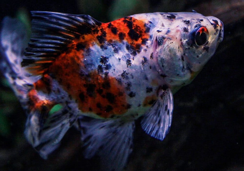 Золотая рыбка Шубункин