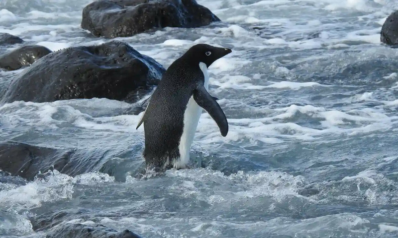 Пингвин Адели в Новой Зеландии