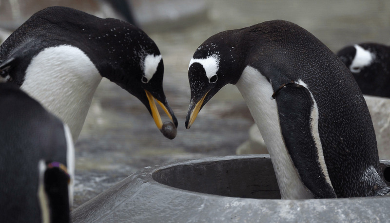 Папуанский пингвин дарит самке камень