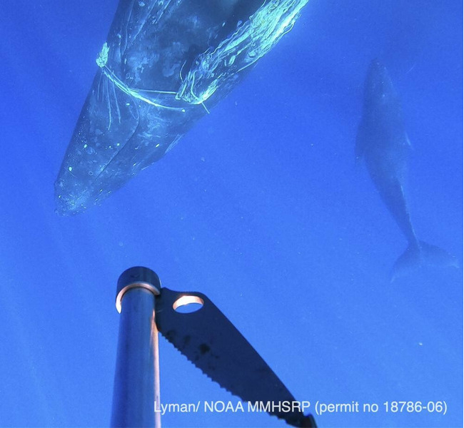 Спасение горбатого кита на Гавайях