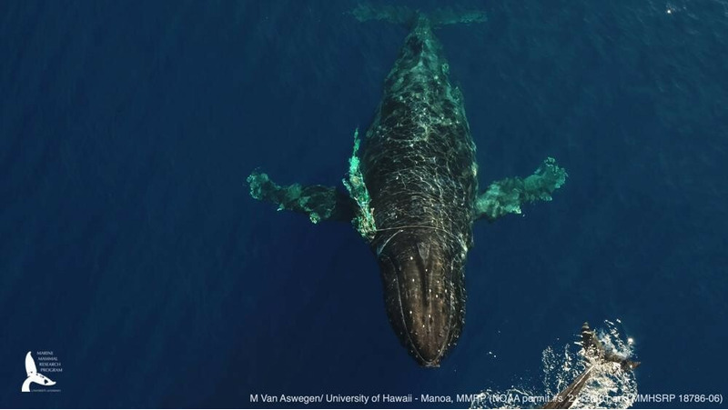Спасение горбатого кита на Гавайях