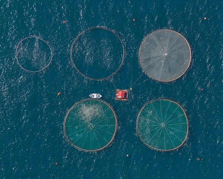 Рыбные фермы в Греции