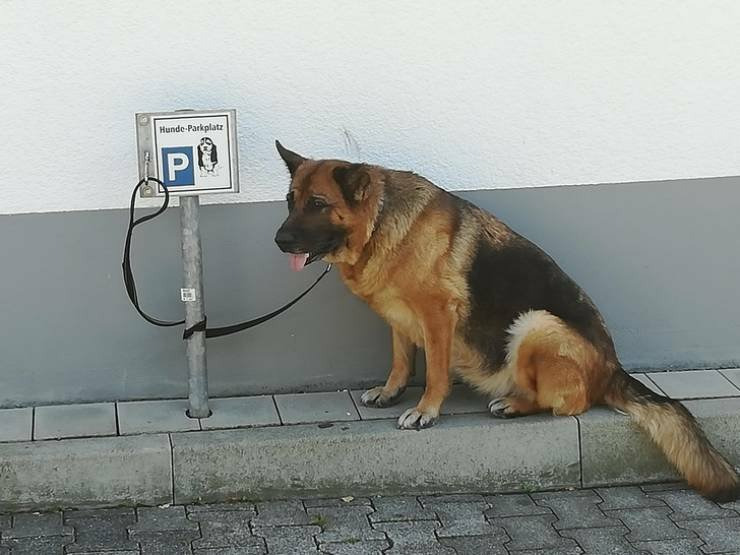 Место для «парковки» собак возле супермаркета