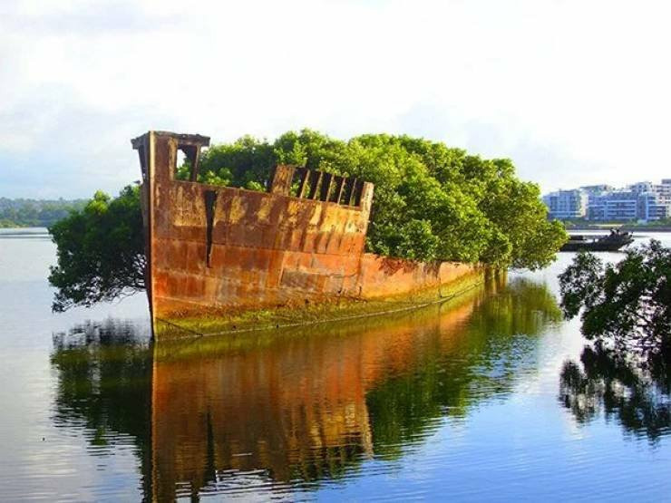 Заброшенному кораблю SS Ayrfield уже почти 108 лет, и свои дни он доживает в качестве плавучего мангрового леса в районе залива Хоумбуш (Homebush Bay), Сидней.
