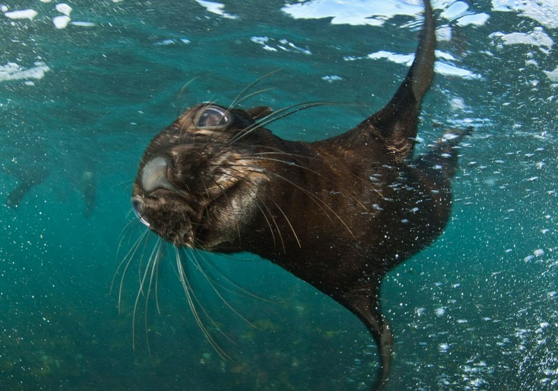 Морскому котику не комфортно в воде