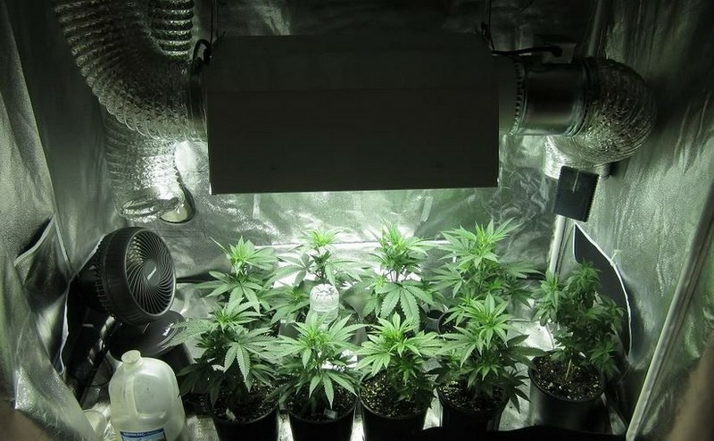 Что мне грозит за выращивание марихуаны?