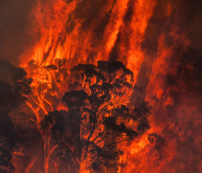 лесные пожары в Австралии