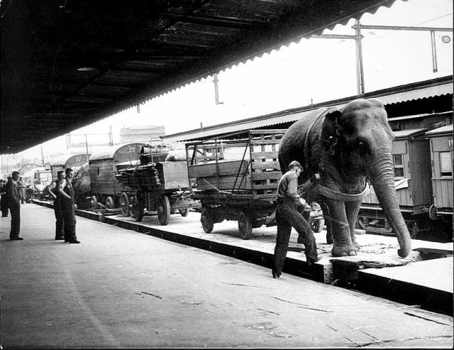 Цирковой слон помогает разгрузить багаж цирка Виртс