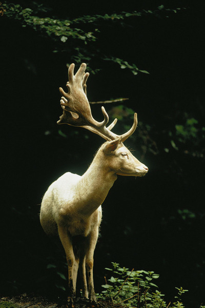 Самец белой лани в лесу. Швейцария, 1973
