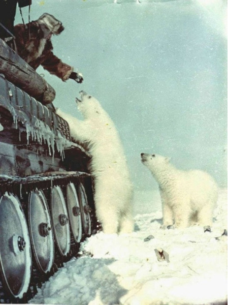 Кормление белых медведей с вездехода, 1950 год